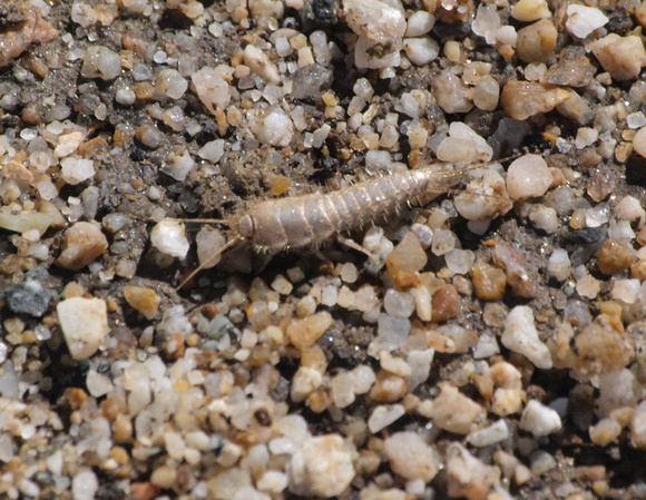 Silverfish - Unidentified sp.