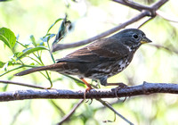 Fox Sparrow - Passerella iliaca