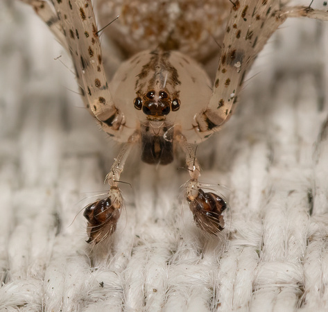 Pirate spider - Unknown sp.