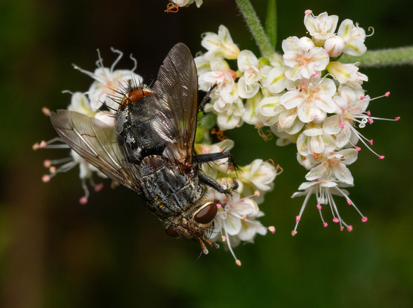 Tachinid fly - Peleteria sp.