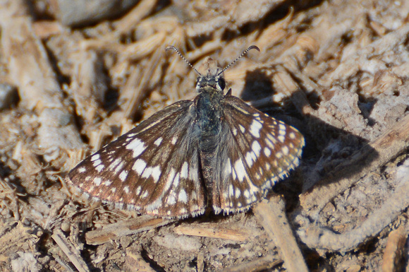White checkered-skipper - Pyrgus albescens