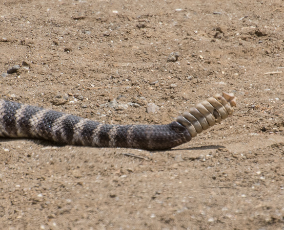 Southern Pacific Rattlesnake - Crotalus oreganus helleri