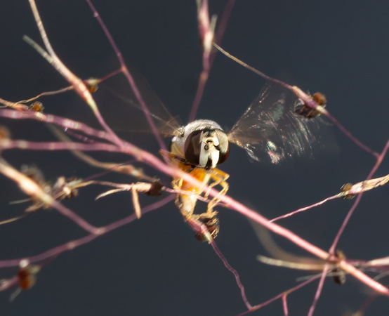 Bird hover fly - Eupeodes volucris