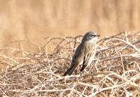 Sagebrush Sparrow - Artemisiospiza nevadensis