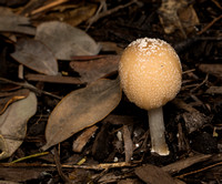 Fungus - Unidentified sp