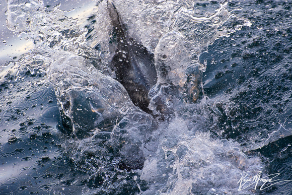 Pacific white-sided dolphin- Lagenorhynchus obliquidens