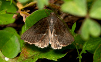 Wedgling Moth - Galgula partita