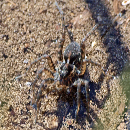 Wolf spider - Pirata piraticus