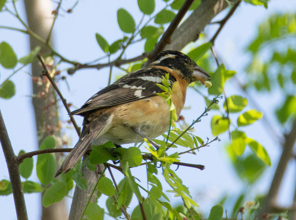 Black-headed Grosbeak - Pheucticus melanocephalus