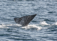 Gray whale - Eschrichtius robustus