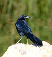 Great-tailed Grackle - Quiscalus mexicanus (male)