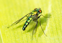 Long-legged fly - Condylostylus longicornis