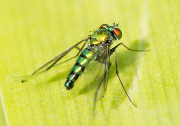 Long-legged fly - Condylostylus longicornis