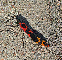 Large milkweed bug -Oncopeltus fasciatus