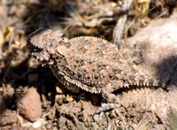 Blainville's Horned Lizard - Phrynosoma blainvillii