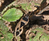 Mediterranean seed bug - Xanthochilus saturnius