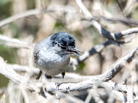 California Gnatcatcher - Polioptila californica