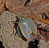 Conchuela bug - Chlorochroa ligata