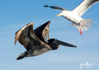 Audubon Pelagic Trip out of Dana Point January-13-2018