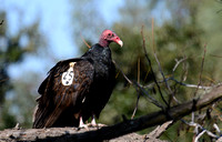 Turkey Vulture - Cathartes aura