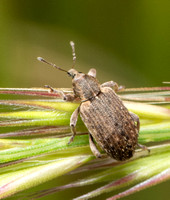 Egyptian Alfalfa Weevil - Hypera brunnipennis