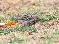 Red-throated Pipit - Anthus cervinus