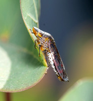 Glassy-winged sharpshooter - Homalodisca vitripennis