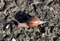 Brown garden snail - Cantareus aspersus