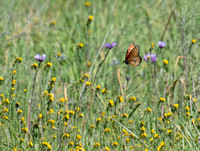 Queen - Danaus gilippus