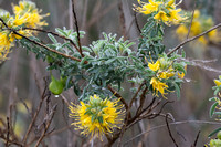Bladderpod - Peritoma arborea