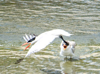 Caspian Tern - Hydroprogne caspia