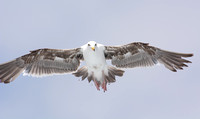 Western Gull - Larus occidentalis