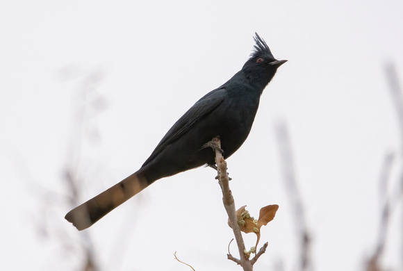 Phainopepla - Phainopepla nitens