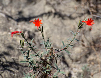 California Fuchsia - Epilobium canum