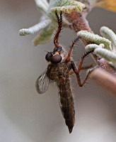 Robber fly - Machimus sp.