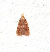 Pyralid moth - Arta epicoenalis
