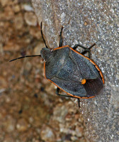 Conchuela bug -Chlorochroa ligata