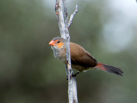 Orange-cheeked Waxbill  - Estrilda melpoda