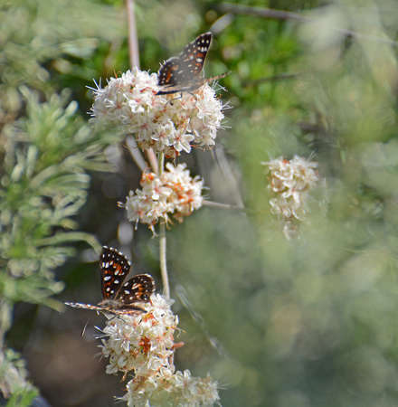 Behr's metalmark - Apodemia virgulti