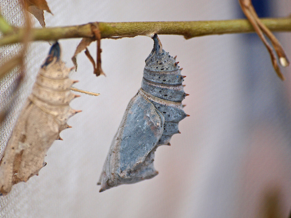 Mourning cloak - Nymphalis antiopa