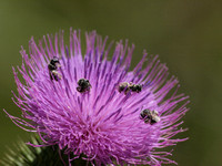 Sweat bee 4 - Unidentifed sp.