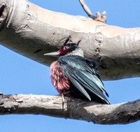 Lewis's Woodpecker - Melanerpes lewis