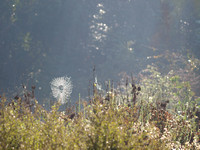 Orb web