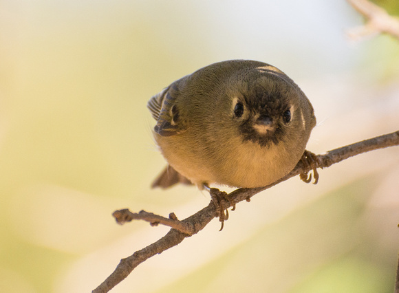 Ruby-crowned Kinglet - Regulus calendula