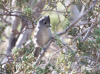 Oak Titmouse - Baeolophus inornatus