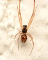 Brown widow - Latrodectus geometricus (male)