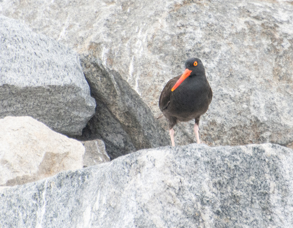 Black oystercatcher - Haematopus bachmani