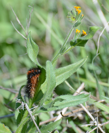 Tiger moth caterpillar - Grammia sp.