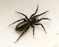 Ground spider - Zelotes sp
