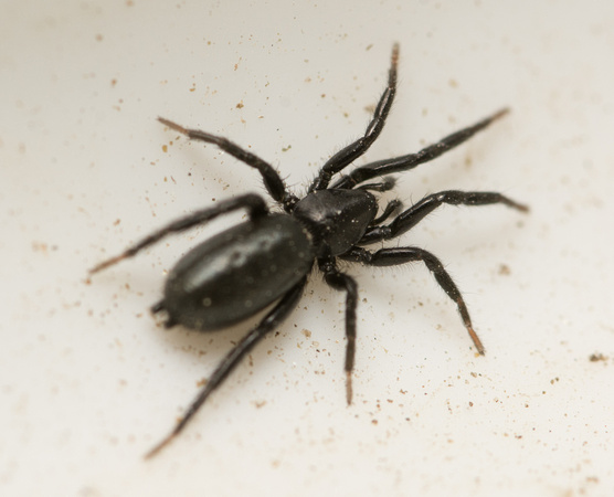 Ground spider - Zelotes sp
